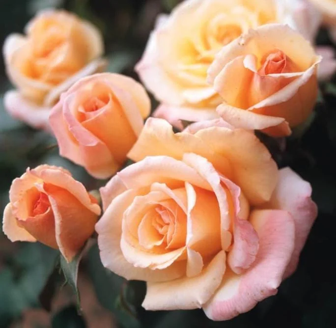 Tahitian Sunset Hybrid Tea Rose Live Plant – 5-9 Inch Tall Bush, Fragrant Outdoor Garden Shrub Tahitian Sunset Hybrid Tea Rose Live Plant – 5-9 Inch Tall Bush, Fragrant Outdoor Garden Shrub - Image 6