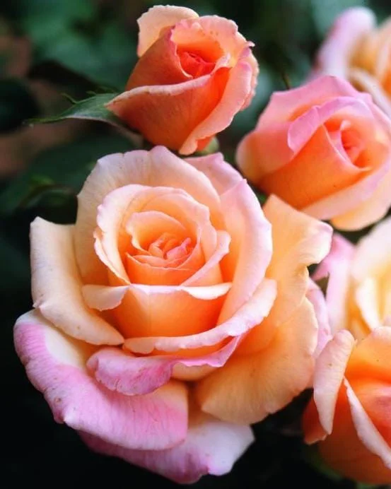 Tahitian Sunset Hybrid Tea Rose Live Plant – 5-9 Inch Tall Bush, Fragrant Outdoor Garden Shrub Tahitian Sunset Hybrid Tea Rose Live Plant – 5-9 Inch Tall Bush, Fragrant Outdoor Garden Shrub - Image 7