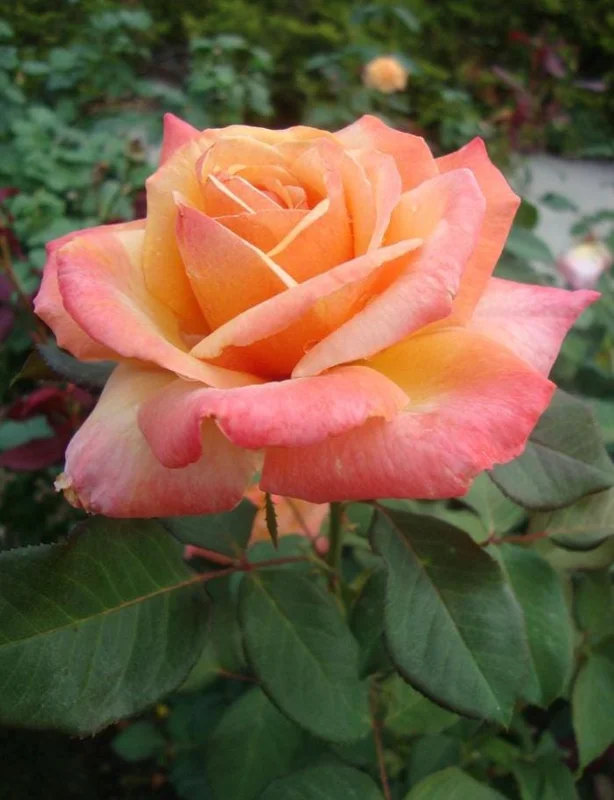 Tahitian Sunset Hybrid Tea Rose Live Plant – 5-9 Inch Tall Bush, Fragrant Outdoor Garden Shrub Tahitian Sunset Hybrid Tea Rose Live Plant – 5-9 Inch Tall Bush, Fragrant Outdoor Garden Shrub - Image 1
