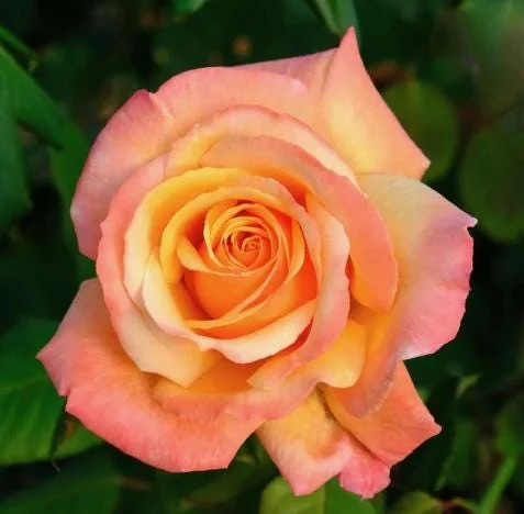 Tahitian Sunset Rose Bush Live Plant – Fragrant Heirloom Climbing Rose 4-7 Inch Tall Outdoor Tahitian Sunset Rose Bush Live Plant – Fragrant Heirloom Climbing Rose 4-7 Inch Tall Outdoor - Image 2