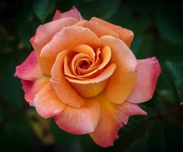 Tahitian Sunset Rose Bush Live Plant – Fragrant Heirloom Climbing Rose 4-7 Inch Tall Outdoor Tahitian Sunset Rose Bush Live Plant – Fragrant Heirloom Climbing Rose 4-7 Inch Tall Outdoor - Image 4
