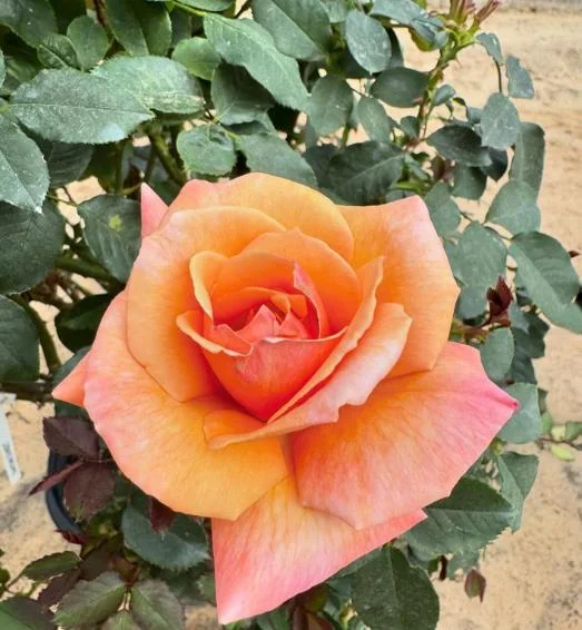 Tahitian Sunset Rose Bush Live Plant – Fragrant Heirloom Climbing Rose 4-7 Inch Tall Outdoor Tahitian Sunset Rose Bush Live Plant – Fragrant Heirloom Climbing Rose 4-7 Inch Tall Outdoor - Image 5