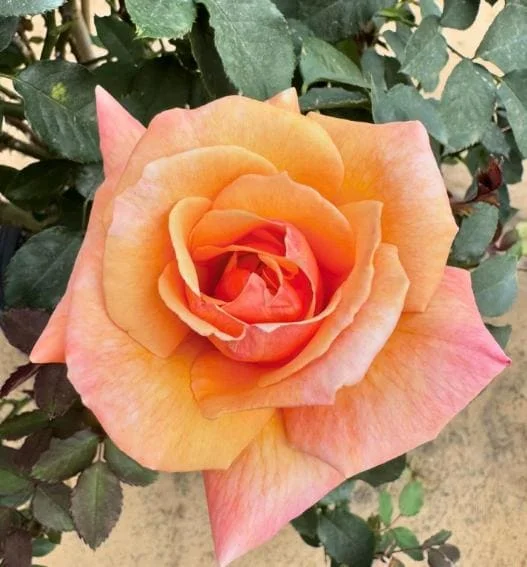 Tahitian Sunset Rose Bush Live Plant – Fragrant Heirloom Climbing Rose 4-7 Inch Tall Outdoor Tahitian Sunset Rose Bush Live Plant – Fragrant Heirloom Climbing Rose 4-7 Inch Tall Outdoor - Image 6