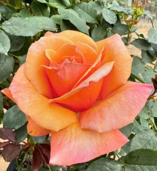 Tahitian Sunset Rose Bush Live Plant – Fragrant Heirloom Climbing Rose 4-7 Inch Tall Outdoor Tahitian Sunset Rose Bush Live Plant – Fragrant Heirloom Climbing Rose 4-7 Inch Tall Outdoor - Image 7