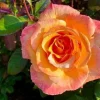 Tahitian Sunset Rose Bush Live Plant – Fragrant Heirloom Climbing Rose 4-7 Inch Tall Outdoor - Image 1