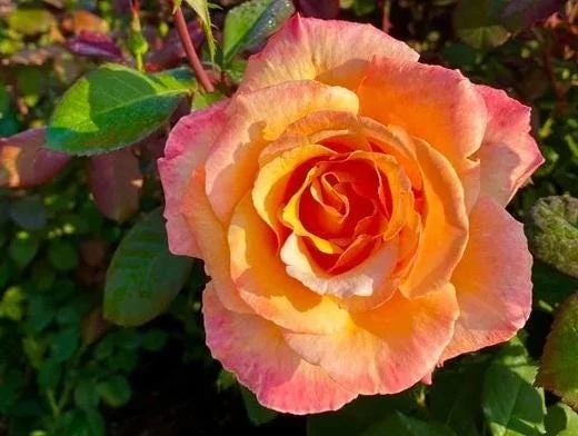 Tahitian Sunset Rose Bush Live Plant – Fragrant Heirloom Climbing Rose 4-7 Inch Tall Outdoor Tahitian Sunset Rose Bush Live Plant – Fragrant Heirloom Climbing Rose 4-7 Inch Tall Outdoor - Image 1