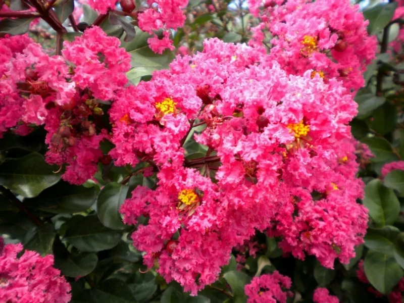 Takane Ruby Pink Buckwheat Flower Seeds - 50 Seeds, Annual Cover Crop Takane Ruby Pink Buckwheat Flower Seeds - 50 Seeds, Annual Cover Crop - Image 2