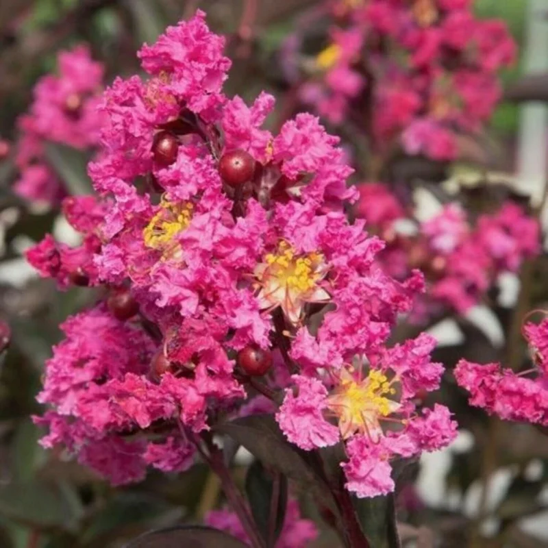 Takane Ruby Pink Buckwheat Flower Seeds - 50 Seeds, Annual Cover Crop Takane Ruby Pink Buckwheat Flower Seeds - 50 Seeds, Annual Cover Crop - Image 3