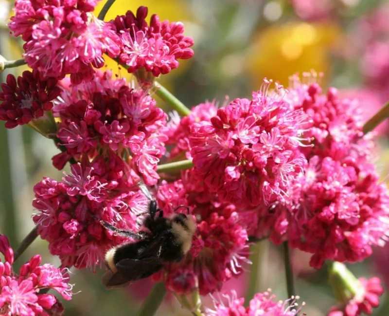 Takane Ruby Pink Buckwheat Flower Seeds - 50 Seeds, Annual Cover Crop Takane Ruby Pink Buckwheat Flower Seeds - 50 Seeds, Annual Cover Crop - Image 1
