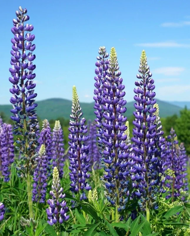 Tall Blue & White Lupine Seeds - Easy Grow Perennial, USA Grown, 50 Seeds - Image 2