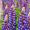 Tall Blue & White Lupine Seeds - Easy Grow Perennial, USA Grown, 50 Seeds - Image 1