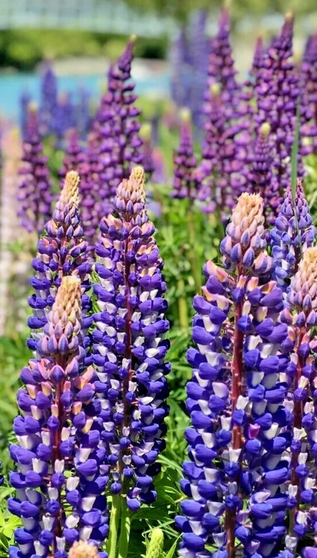 Tall Blue & White Lupine Seeds - Easy Grow Perennial, USA Grown, 50 Seeds - Image 1