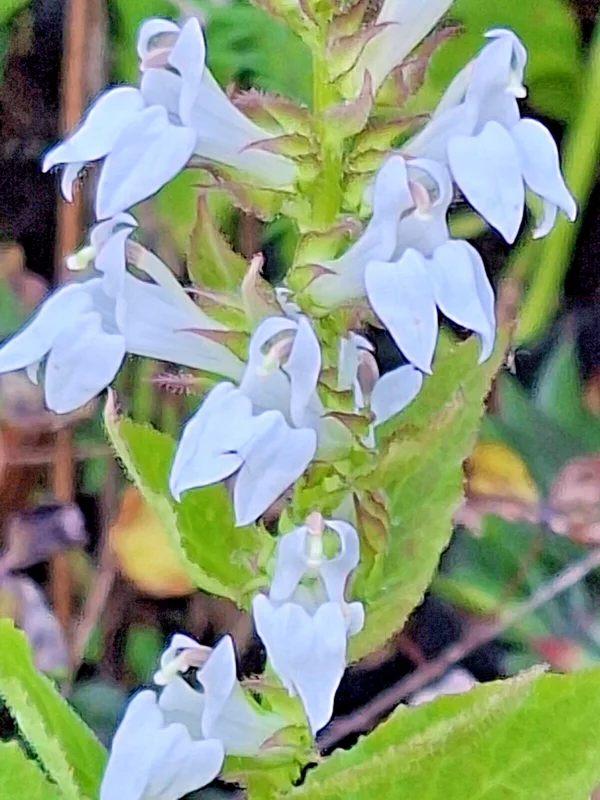 Tall White Lobelia Siphilitica Seeds - 253 Count, Hardy Perennial Flower Seeds, Easy to Grow Outdoor - Image 2