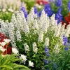Tall White Lobelia Siphilitica Seeds - 253 Count, Hardy Perennial Flower Seeds, Easy to Grow Outdoor - Image 1