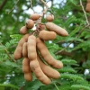 Tamarind Seedling Live Plant – 4 Inch Pot Tropical Fruit Tree – Indoor/Outdoor Tamarind Seedling Live Plant – 4 Inch Pot Tropical Fruit Tree – Indoor/Outdoor - Image 1