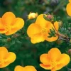 Tangerine Potentilla Live Plant - Shrubby Cinquefoil - Hardy Deciduous Shrub - 6 Inch Tall - Image 1