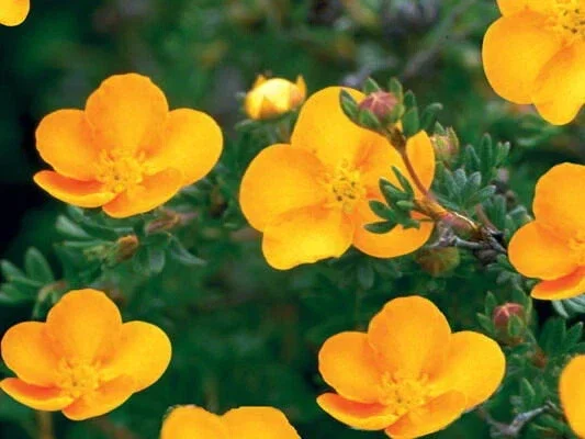 Tangerine Potentilla Live Plant - Shrubby Cinquefoil - Hardy Deciduous Shrub - 6 Inch Tall - Image 1