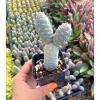 Tephrocactus Articulatus Var. Inermis Live Plant - Pine Cone Cactus Succulent, 2 Inch - Image 1