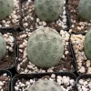 Tephrocactus Geometricus Live Plant – Rare Geometric Cactus – 2.5 Inch Pot – Indoor/Outdoor - Image 1