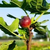 Texas Everbearing Fig Tree Live Plant – Sweet Brown Turkey Figs – 2-3 Ft Tall – 3 Gallon Pot – Outdoor Fruit Tree - Image 1