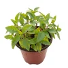 Thai Basil Live Plant – 4-8 Inches Tall – Fast Growing Culinary Herb for Indoor/Outdoor Garden - Image 1