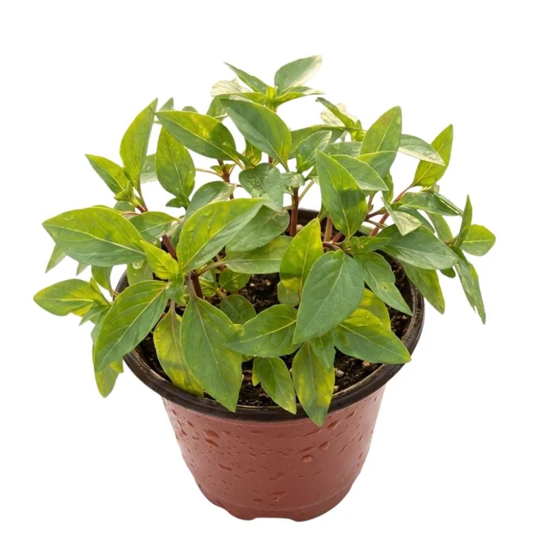 Thai Basil Live Plant – 4-8 Inches Tall – Fast Growing Culinary Herb for Indoor/Outdoor Garden - Image 1