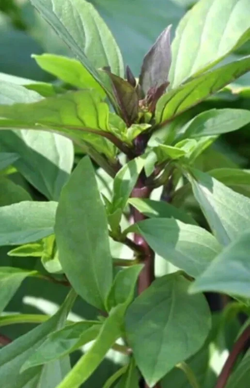 Thai Sweet Basil Live Plant - Siam Queen Organic Non-GMO Herb - 18-24 Inches Tall - Image 2