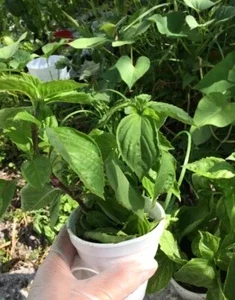 Thai Sweet Basil Live Plant - Siam Queen Organic Non-GMO Herb - 18-24 Inches Tall - Image 1