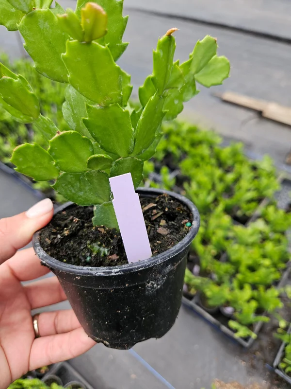 Thanksgiving Cactus Live Plant 4 Inch Pot - Schlumbergera Holiday Cactus - Image 2