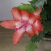 Thanksgiving Cactus Live Plant 4 Inch Pot - Schlumbergera Holiday Cactus - Image 1