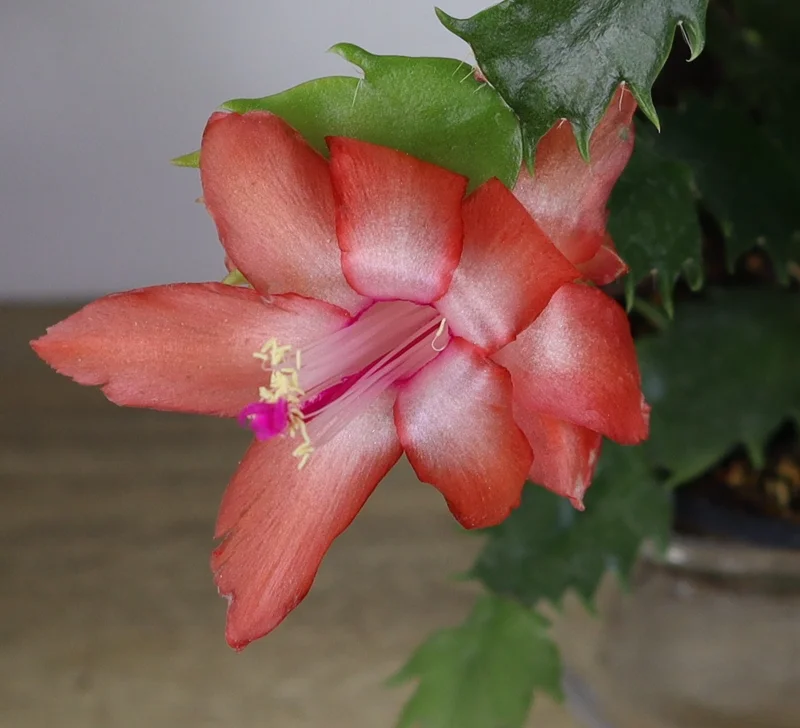 Thanksgiving Cactus Live Plant 4 Inch Pot - Schlumbergera Holiday Cactus - Image 1