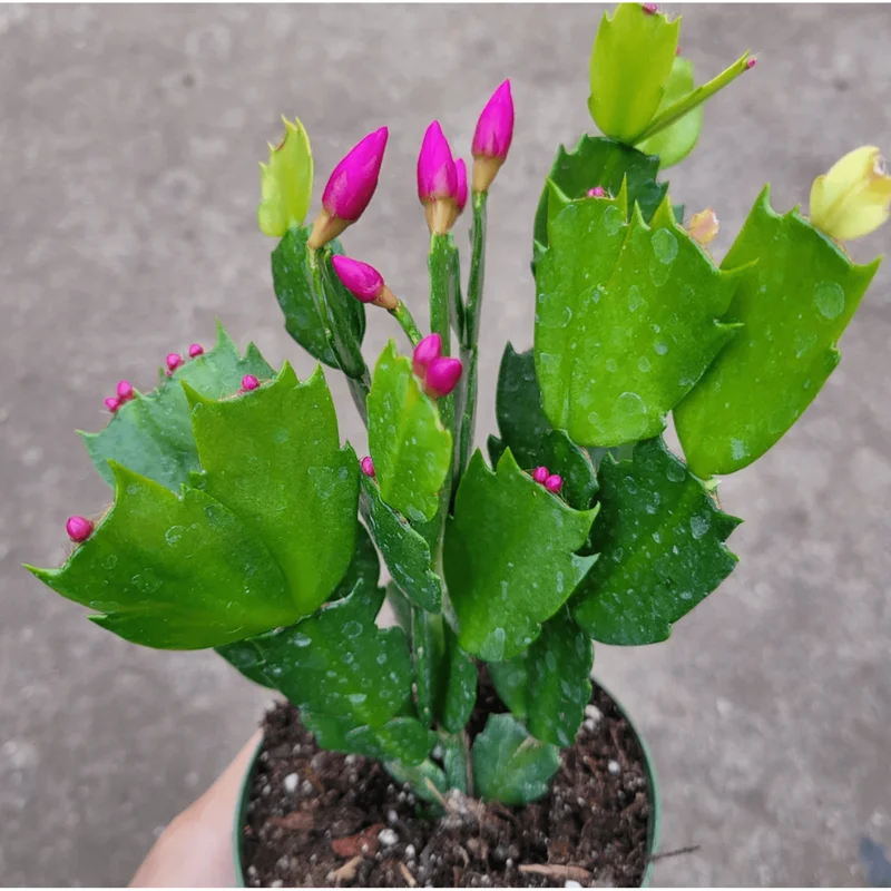 Thanksgiving Cactus Live Plant, Schlumbergera Truncata, 2 Inch Pot, Indoor Thanksgiving Cactus Live Plant, Schlumbergera Truncata, 2 Inch Pot, Indoor - Image 3