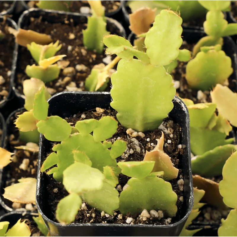 Thanksgiving Cactus Live Plant, Schlumbergera Truncata, 2 Inch Pot, Indoor Thanksgiving Cactus Live Plant, Schlumbergera Truncata, 2 Inch Pot, Indoor - Image 4