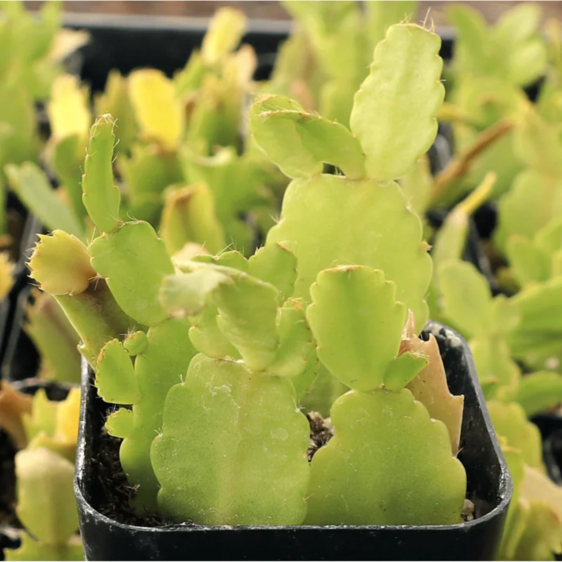Thanksgiving Cactus Live Plant, Schlumbergera Truncata, 2 Inch Pot, Indoor Thanksgiving Cactus Live Plant, Schlumbergera Truncata, 2 Inch Pot, Indoor - Image 5
