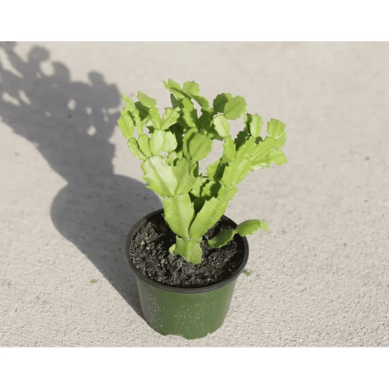 Thanksgiving Cactus Live Plant, Schlumbergera Truncata, 2 Inch Pot, Indoor Thanksgiving Cactus Live Plant, Schlumbergera Truncata, 2 Inch Pot, Indoor - Image 6