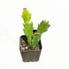 Thanksgiving Cactus Live Plant, Schlumbergera Truncata, 2 Inch Pot, Indoor Thanksgiving Cactus Live Plant, Schlumbergera Truncata, 2 Inch Pot, Indoor - Image 1