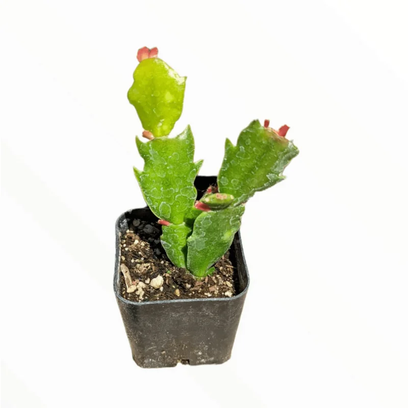 Thanksgiving Cactus Live Plant, Schlumbergera Truncata, 2 Inch Pot, Indoor Thanksgiving Cactus Live Plant, Schlumbergera Truncata, 2 Inch Pot, Indoor - Image 1