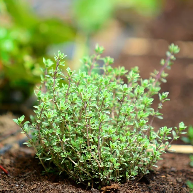 Thyme Live Herb Plant, 5-7 Inches Tall in 3.5 Inch Pot, Indoor/Outdoor Thyme Live Herb Plant, 5-7 Inches Tall in 3.5 Inch Pot, Indoor/Outdoor - Image 6