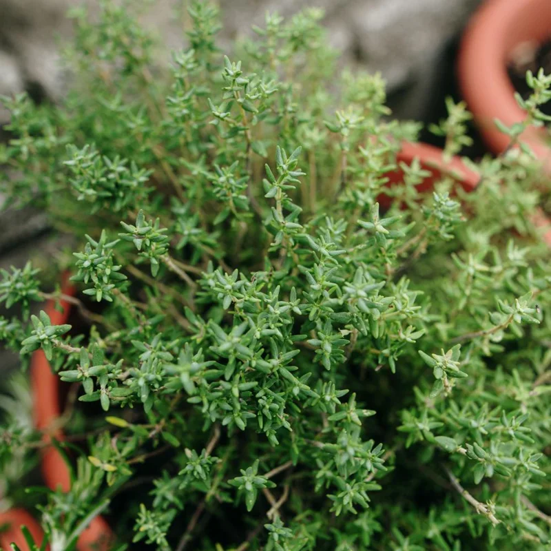 Thyme Live Herb Plant, 5-7 Inches Tall in 3.5 Inch Pot, Indoor/Outdoor Thyme Live Herb Plant, 5-7 Inches Tall in 3.5 Inch Pot, Indoor/Outdoor - Image 7