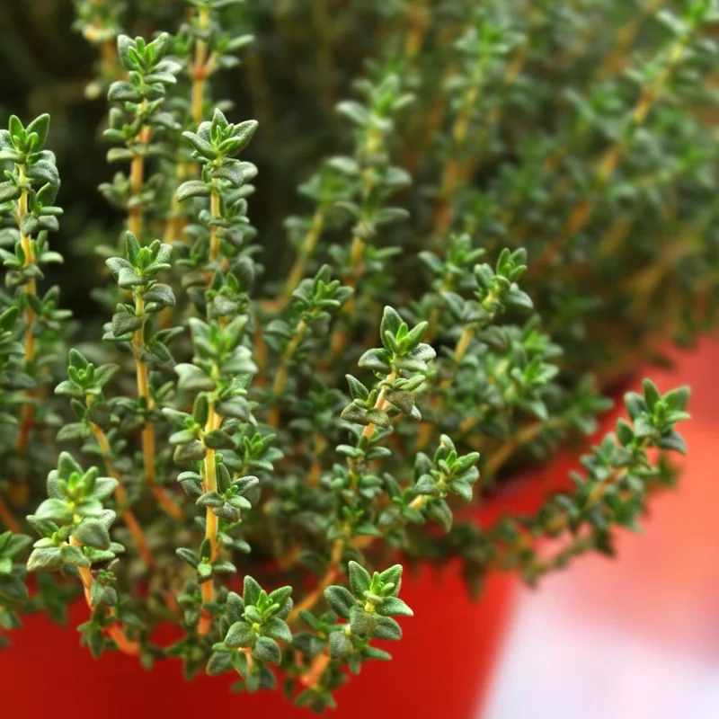 Thyme Live Herb Plant, 5-7 Inches Tall in 3.5 Inch Pot, Indoor/Outdoor Thyme Live Herb Plant, 5-7 Inches Tall in 3.5 Inch Pot, Indoor/Outdoor - Image 8