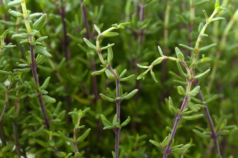 Thyme Live Plant – 7-inch Tall, 3.5-inch Pot – Aromatic Culinary Herb - Image 2