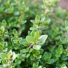 Thyme Live Plant – 7-inch Tall, 3.5-inch Pot – Aromatic Culinary Herb - Image 1