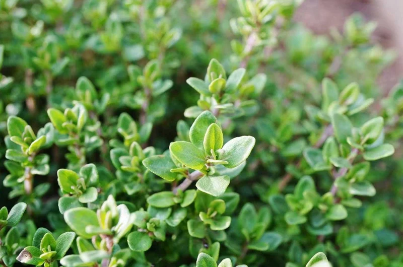 Thyme Live Plant – 7-inch Tall, 3.5-inch Pot – Aromatic Culinary Herb - Image 1