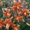 Tiger Lily Live Plant - 2 Healthy Plants in 4 Inch Pot - Hardy Flowering Perennial Tiger Lily Live Plant - 2 Healthy Plants in 4 Inch Pot - Hardy Flowering Perennial - Image 1