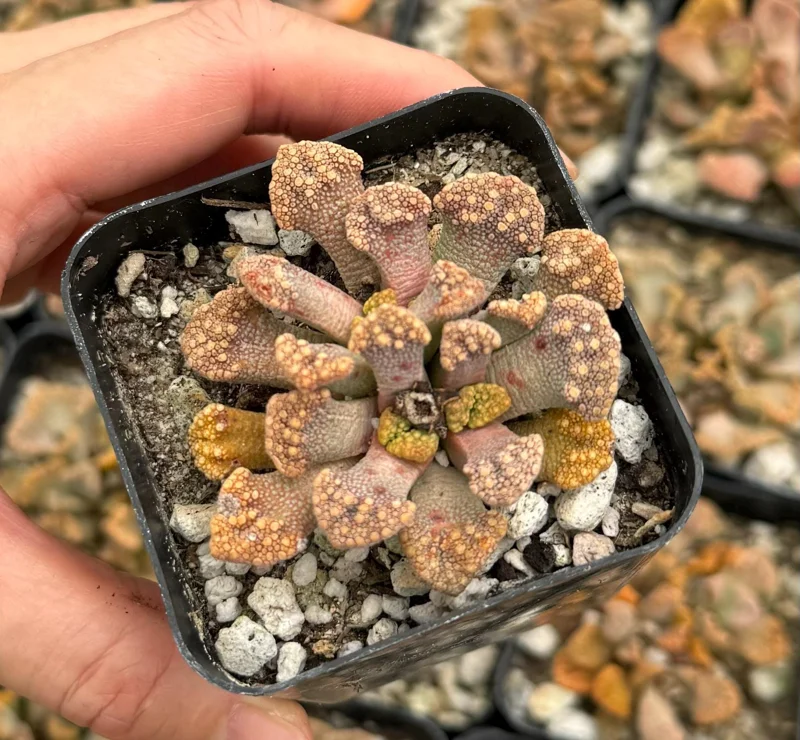Titanopsis Calcarea Succulent Live Plant - Concrete Leaf, Jewel Plant, 2 Inch Pot Titanopsis Calcarea Succulent Live Plant - Concrete Leaf, Jewel Plant, 2 Inch Pot - Image 2
