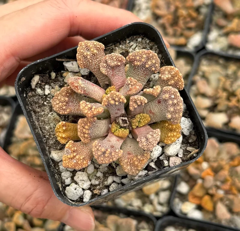 Titanopsis Calcarea Succulent Live Plant - Concrete Leaf, Jewel Plant, 2 Inch Pot Titanopsis Calcarea Succulent Live Plant - Concrete Leaf, Jewel Plant, 2 Inch Pot - Image 3