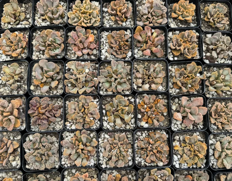 Titanopsis Calcarea Succulent Live Plant - Concrete Leaf, Jewel Plant, 2 Inch Pot Titanopsis Calcarea Succulent Live Plant - Concrete Leaf, Jewel Plant, 2 Inch Pot - Image 4