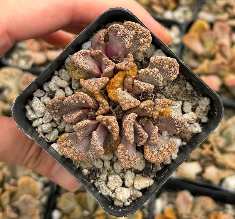 Titanopsis Calcarea Succulent Live Plant - Concrete Leaf, Jewel Plant, 2 Inch Pot Titanopsis Calcarea Succulent Live Plant - Concrete Leaf, Jewel Plant, 2 Inch Pot - Image 1