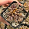 Titanopsis calcarea Succulent Live Plant - Concrete Leaf Jewel Plant - 2 inch Pot Titanopsis calcarea Succulent Live Plant - Concrete Leaf Jewel Plant - 2 inch Pot - Image 1