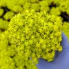 Tokyo Sun Stonecrop Live Plant - Sedum Japonicum, Yellow Succulent, 4-6 inches tall, USDA Zones 5-9 - Image 1